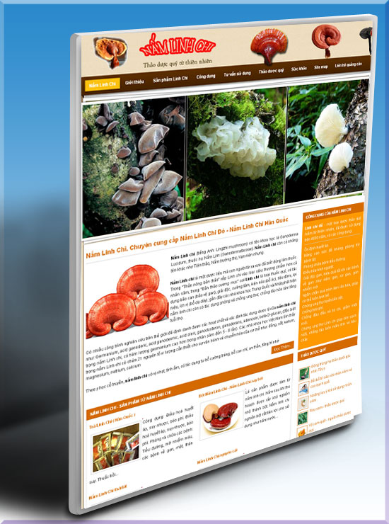 Nấm linh chi – Thảo dược quý – Giới thiệu web