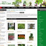 Cây cảnh – Cây cảnh đẹp – Bonsai – Thế giới Hoa cảnh – Giới thiệu web